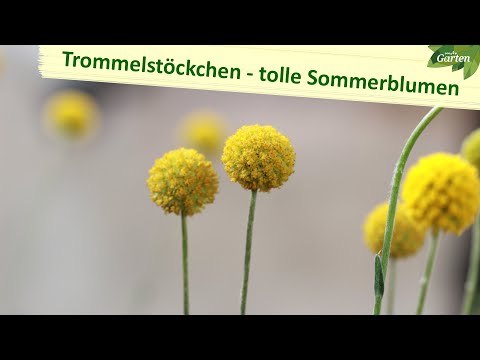 Video: Flower Diascia: Anzucht aus Samen, Vermehrung durch Stecklinge, Pflege, Blüte