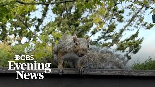 This is not a joke: California neighbors contend with aggressive squirrel