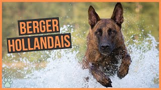 La race de chien Berger Hollandais