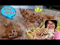 Kucing Hanum 😻 3 Anak Kucing Lucu Belajar Jalan