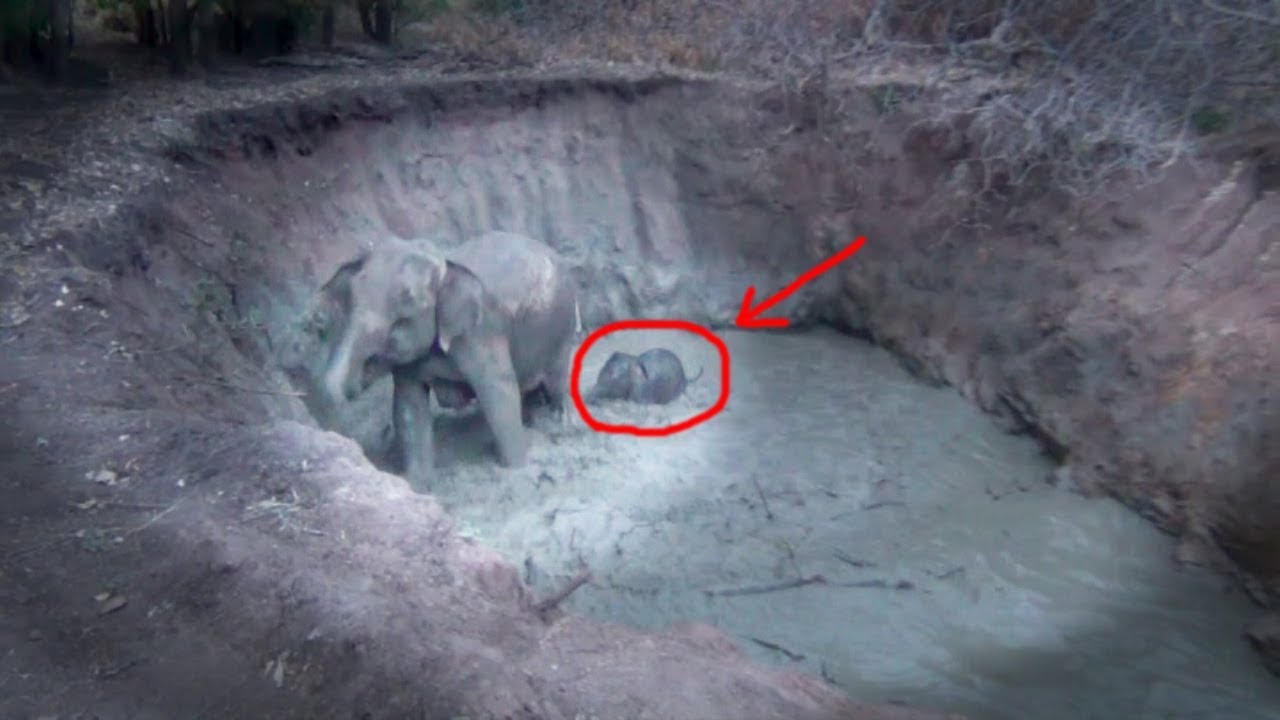 An elephant with her baby rescued from a well !