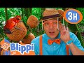 Blippi Learns About Jungle Animals |  Blippi and Meekah Best Friend Adventures | Educational Videos Mp3 Song