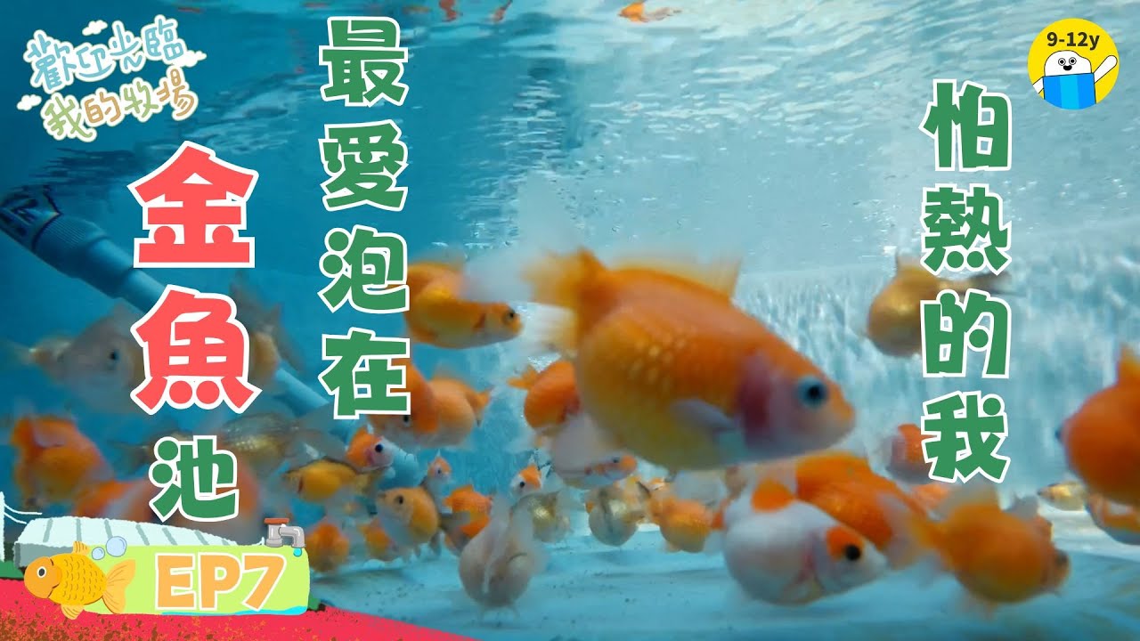 金魚🐠歡迎光臨我的牧場EP7｜小公視｜怕熱的我，最愛泡在金魚池🐠▸▸13歲女孩的金魚場生活