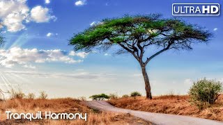 Tranquil Harmony: Soulful Music for Deep Relaxation & Romance