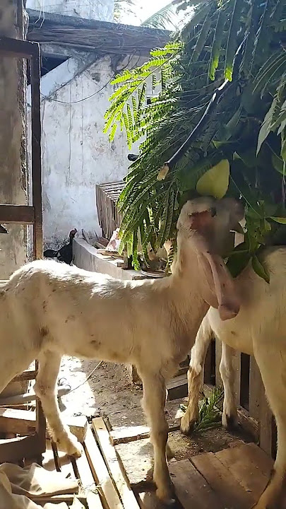 kambing jawa randu warna putih bersih murah cuma 650 ribu WA 081556574921