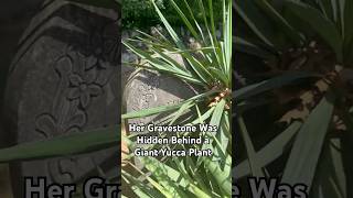 Her Gravestone Was Hidden Behind a Giant Yucca Plant