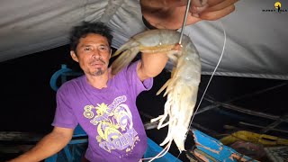 Night fishing using shrimp for bait | CATCH AND COOK