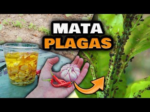 Video: Plagas De Ajo. Parte 2