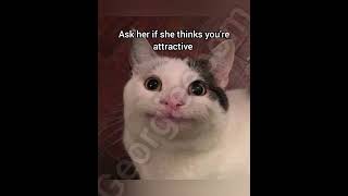 How to get a girlfriend tutorial. 101% success rate #memes #cat #fyp #funny #georgieebom