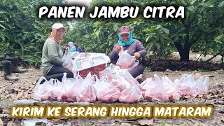 Kalau Mau Membuahkan Jambu Citra Harus Liat Momentum Agar Bisa Dapat Harga Bagus