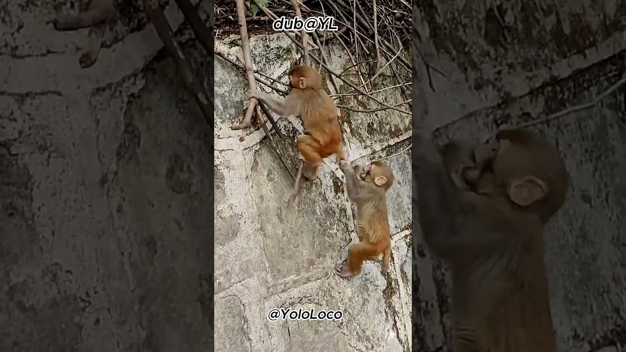 Monkeys Climbing A Mountain  