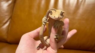 꼬리 잡고 그윽하게 쳐다보는 도마뱀