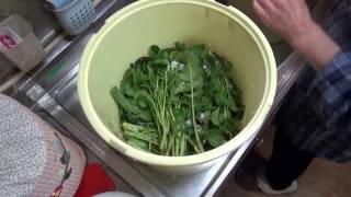 からし菜漬け 田舎のおばーちゃんの漬け方 Pickled Vegetables Youtube