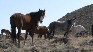 Wild Horse and Burro Act of 1971 - Utahs WHB Program