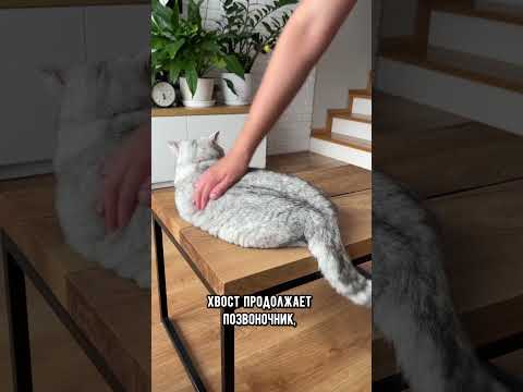 Почему кошки не любят, когда трогают их хвост #кошка #коты #кот