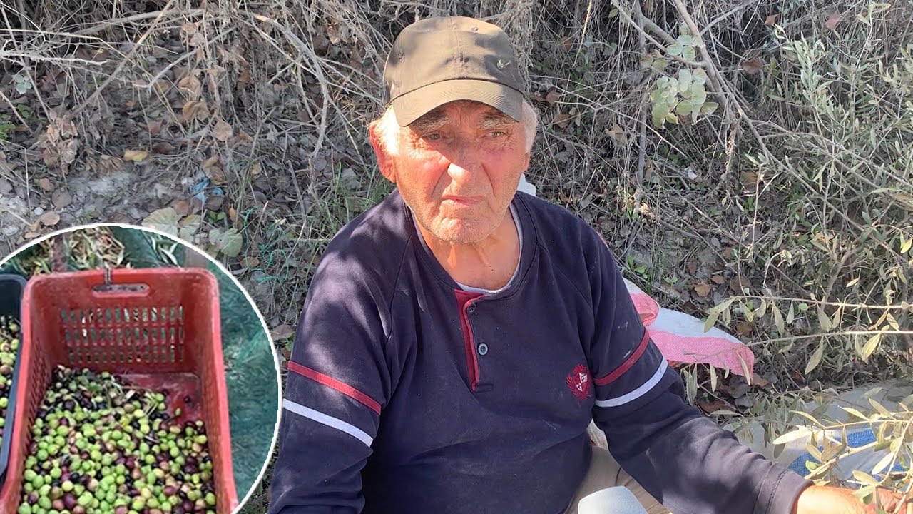 "I kërkojmë me qiri", fermerët në Vlorë: I vjelim vetë ullinjtë, do marrim punëtorë nga Afganistani