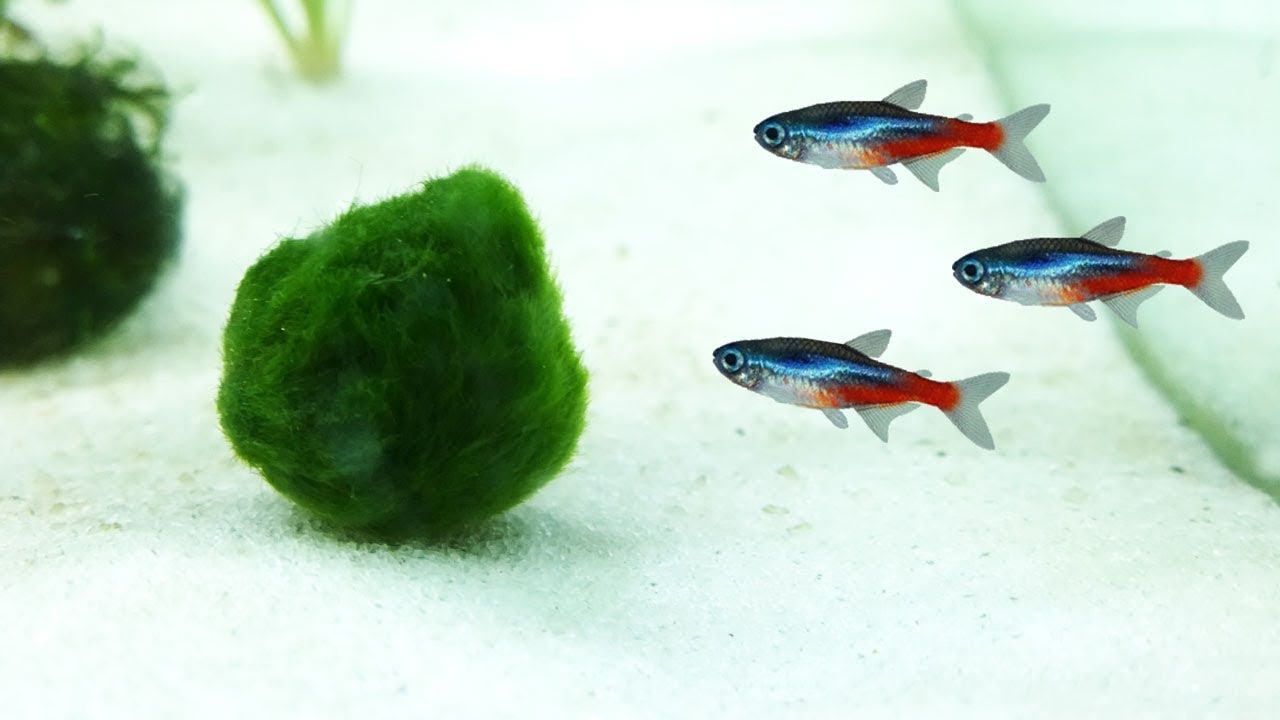 Marimo Moss Balls Facts and Care Guide for Aquariums YouTube