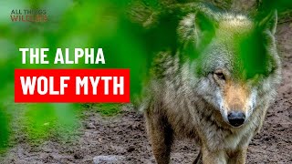 Why Everything You Know About "Alpha" Wolves is Wrong 🐺