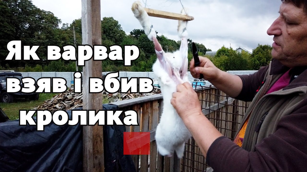 Забій кролика / вихід чистого мяса з кроля / Оптиміст #11 - YouTube