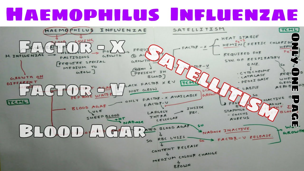 Haemophilus Influenzae Part 1 Factor X and Factor V