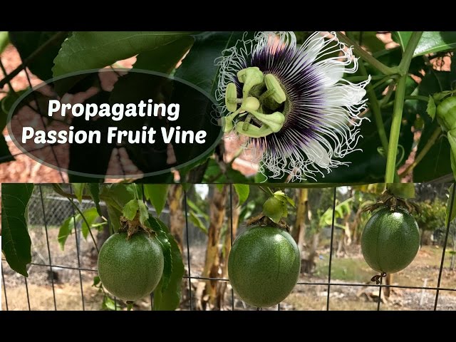Propagating Passion Fruit - Passiflora edulis cuttings - YouTube