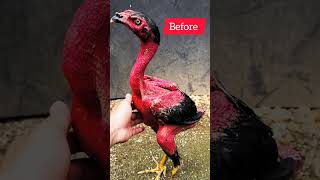 #ayam #roosterfarm #trending #aseelmurga #ayamberkualitas #viral #chicken #viralshorts #viralvideo