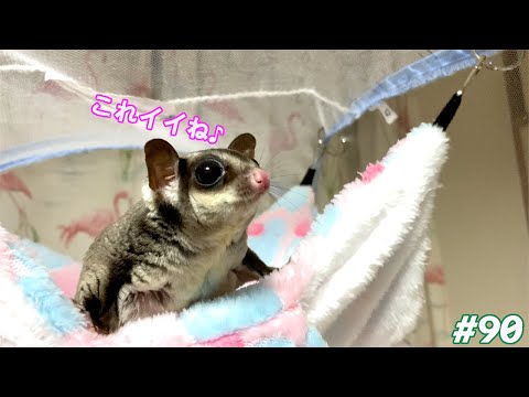 フクロモモンガに新しい寝床(ハンモック)をプレゼント♪ - YouTube