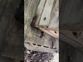 What would happen if you brought a dead giant hornet close to a beehive? #gianthornet #beekeeping