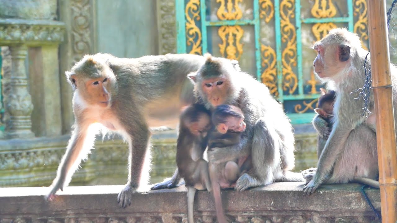 Wow...Monkey Maya hugs baby monkey Malisa and her baby monkey Meta.