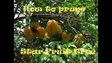 how to prune a star fruit carambola tree instructions