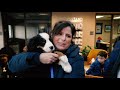 A Surprise for Tracey: A Bernese Mountain Dog Story