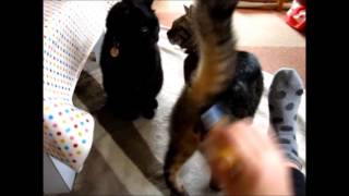 我が家のブラシタイム