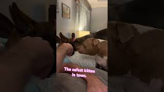 Safest Kitten In Town  Online cat catshorts shortsfeed short shortsviral