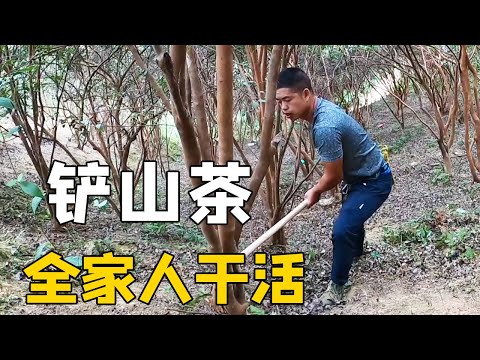 鏟山茶季節到了，樹上果實累累，全家人一起出動，又是一個豐收年【侗家老羅】