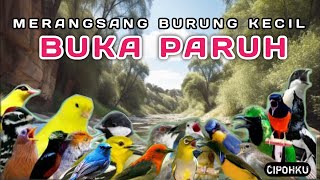 TERAPI SEMUA JENIS BURUNG KECIL AGAR GACOR , TERAPI BURUNG MACET BUNYI , TERAPI SEMUA JENIS BURUNG