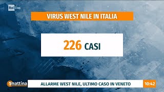 Allarme West Nile: 226 casi in Italia  - Unomattina 20/08/2026