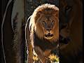 dangerous Lions history #lion #dangeruslions #animals #shorts #shortsanimalsvideo #ytshorts
