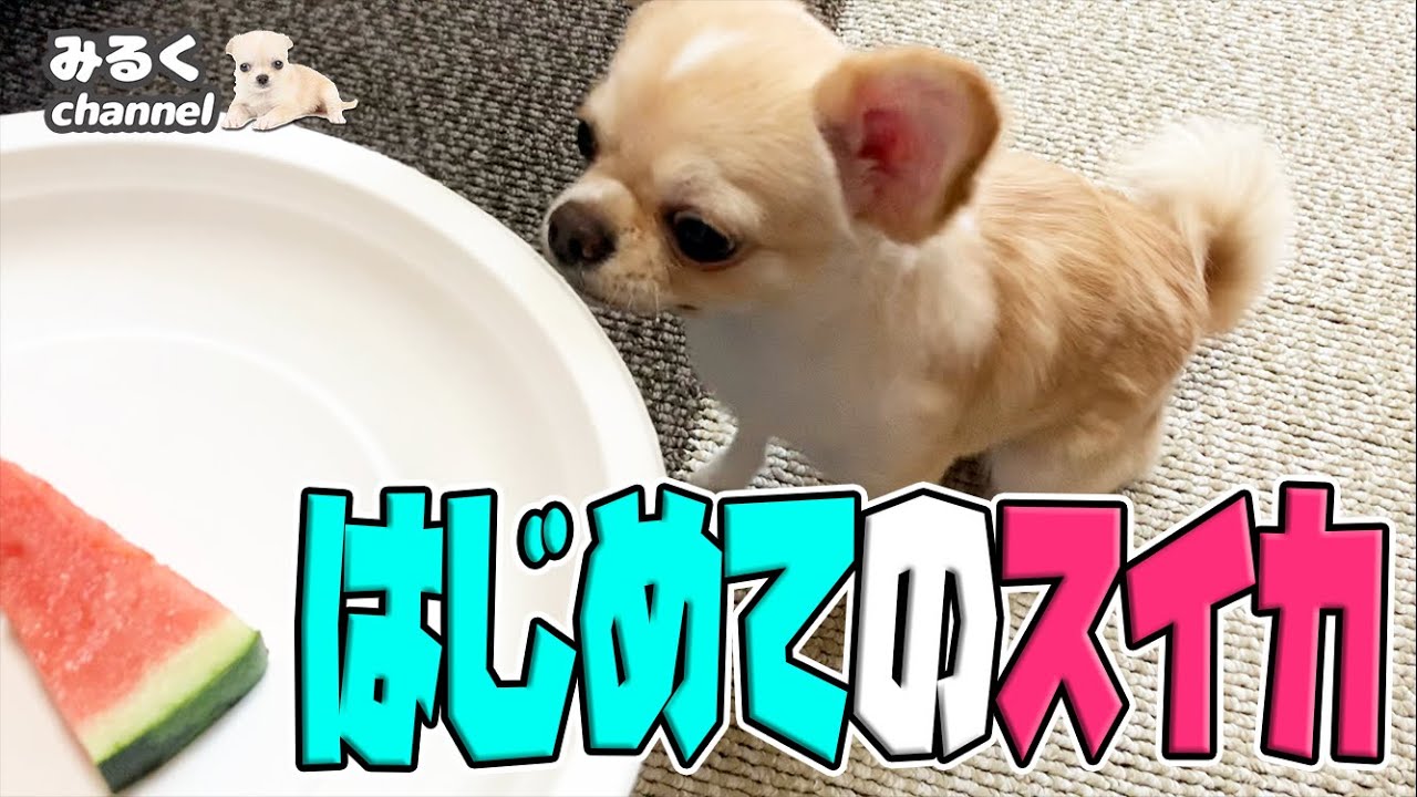 ‪🔴初めてスイカを食べる子犬チワワの意外な食べ方とは？【犬】【可愛い】【chihuahua】 YouTube