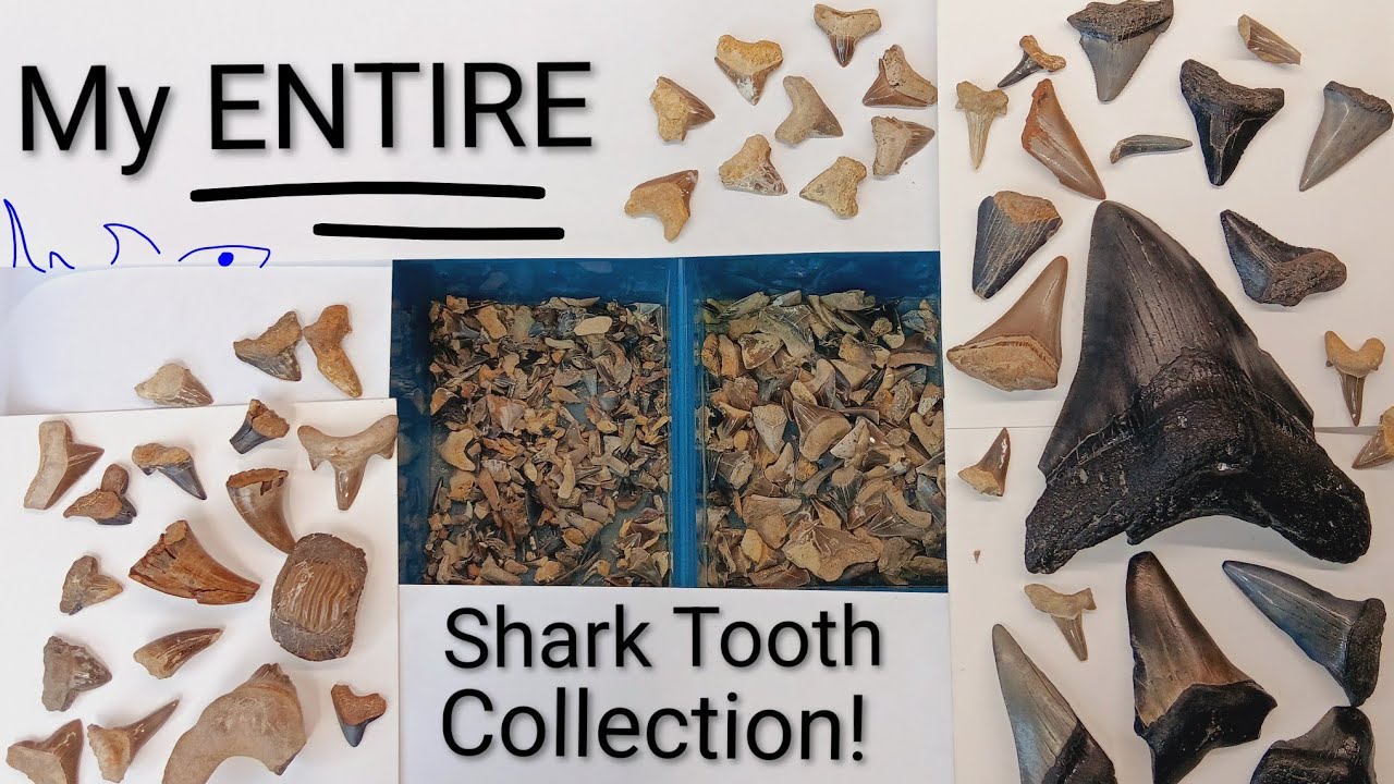 Tooth Collection My ENTIRE Shark Tooth Collection! (So far...) - YouTube