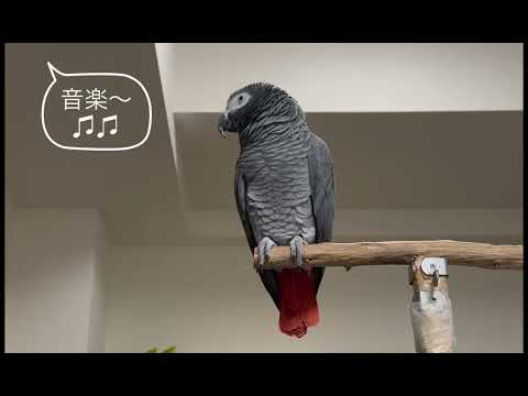 うちの給湯器は最初『ﾋﾟｰﾋﾟｰもうすぐお風呂が沸きます』と言い、その約1分後に『♫♫お風呂が沸きました』と 2回教えてくれます。　ケイはこのお知らせの後いつも「お風呂入る」と言います😁