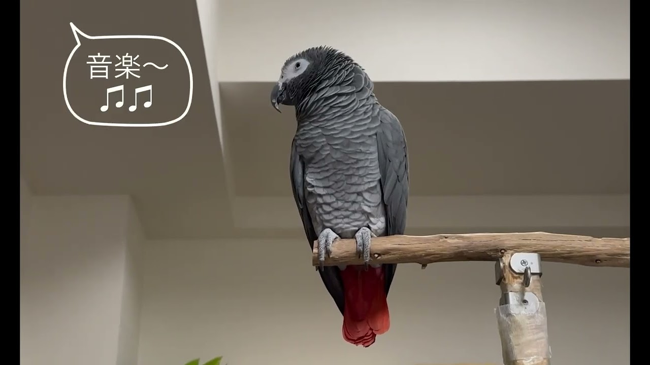 うちの給湯器は最初『ﾋﾟｰﾋﾟｰもうすぐお風呂が沸きます』と言い、その約1分後に『♫♫お風呂が沸きました』と 2回教えてくれます。　ケイはこのお知らせの後いつも「お風呂入る」と言います😁