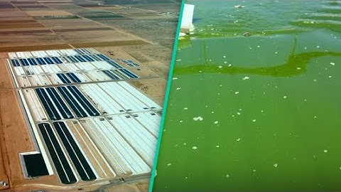 These ponds filled with algae might be the key to saving the world’s fisheries