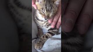 Pampering Our New Kitten Bella with a Blissful Massage 😻 #shorts #shortsvideo #animals #kajacattery