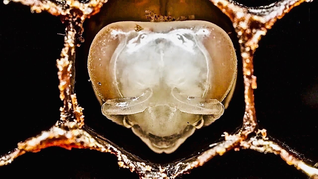 hive How Bees Are Born ~ Amazing Footage