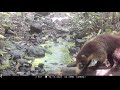 Pack of White-nosed Coatis foraging in Drake Bay, on Costa Rica’s Osa Peninsula – April 14, 2022