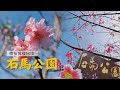 【#南投景點】走春好去處  鹿谷賞櫻🌸｜GoGoTaiwan  @FTV_Show