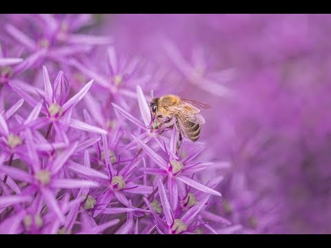 Захватывающая дух Природа и 🌹🌷 Красивые Цветы (часть 1)