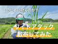 そのヒエに効くのか?ドローンでワイドアタック散布してみた。