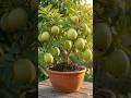 Guava ka kalmi ka aasan tarika #agriculture #garden #airlayering #guava #amrudh
