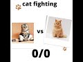 cats fighting compilation video
